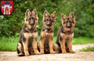 Mehr über den Artikel erfahren Schäferhund Züchter und Welpen in Vechta