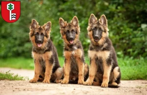 Mehr über den Artikel erfahren Schäferhund Züchter und Welpen in Velbert