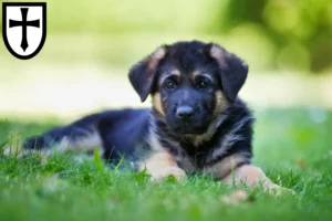 Mehr über den Artikel erfahren Schäferhund Züchter und Welpen in Verden (Aller)