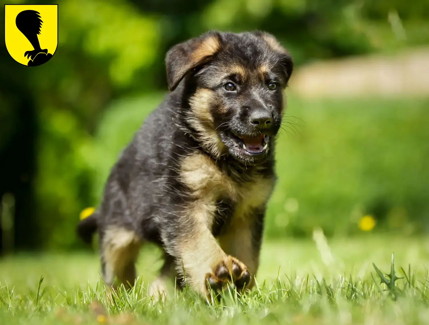 Schäferhund Welpen und Züchter Villach Hier findest Du Schäferhunde Züchter in Villach.