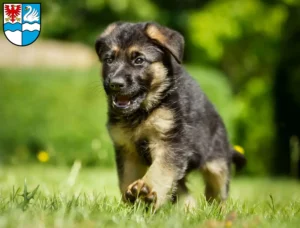 Mehr über den Artikel erfahren Schäferhund Züchter und Welpen in Villingen-Schwenningen