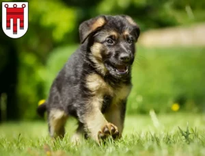 Mehr über den Artikel erfahren Schäferhund Züchter und Welpen in Vorarlberg