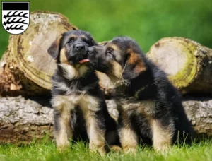 Mehr über den Artikel erfahren Schäferhund Züchter und Welpen in Waiblingen