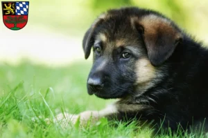 Mehr über den Artikel erfahren Schäferhund Züchter und Welpen in Weiden in der Oberpfalz