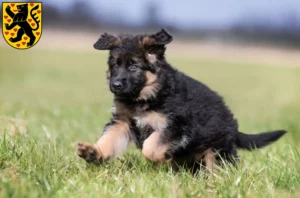 Mehr über den Artikel erfahren Schäferhund Züchter und Welpen in Weimar