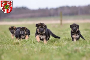 Mehr über den Artikel erfahren Schäferhund Züchter und Welpen in Weingarten