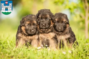 Mehr über den Artikel erfahren Schäferhund Züchter und Welpen in Wels