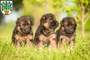 Mehr über den Artikel erfahren Schäferhund Züchter und Welpen in Westerstede
