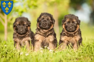 Mehr über den Artikel erfahren Schäferhund Züchter und Welpen in Wiesbaden
