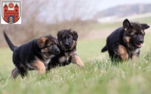 Mehr über den Artikel erfahren Schäferhund Züchter und Welpen in Wildeshausen