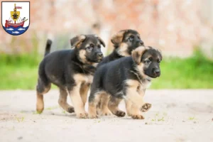 Mehr über den Artikel erfahren Schäferhund Züchter und Welpen in Wismar