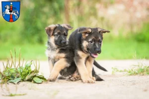 Mehr über den Artikel erfahren Schäferhund Züchter und Welpen in Wolfenbüttel