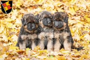 Mehr über den Artikel erfahren Schäferhund Züchter und Welpen in Würzburg