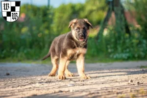 Mehr über den Artikel erfahren Schäferhund Züchter und Welpen in Wunsiedel