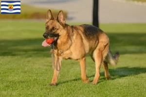 Mehr über den Artikel erfahren Schäferhund Züchter und Welpen in Zeeland