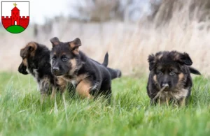 Mehr über den Artikel erfahren Schäferhund Züchter und Welpen in Zirndorf