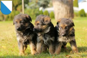 Mehr über den Artikel erfahren Schäferhund Züchter und Welpen in Zürich