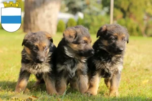 Mehr über den Artikel erfahren Schäferhund Züchter und Welpen in Zug