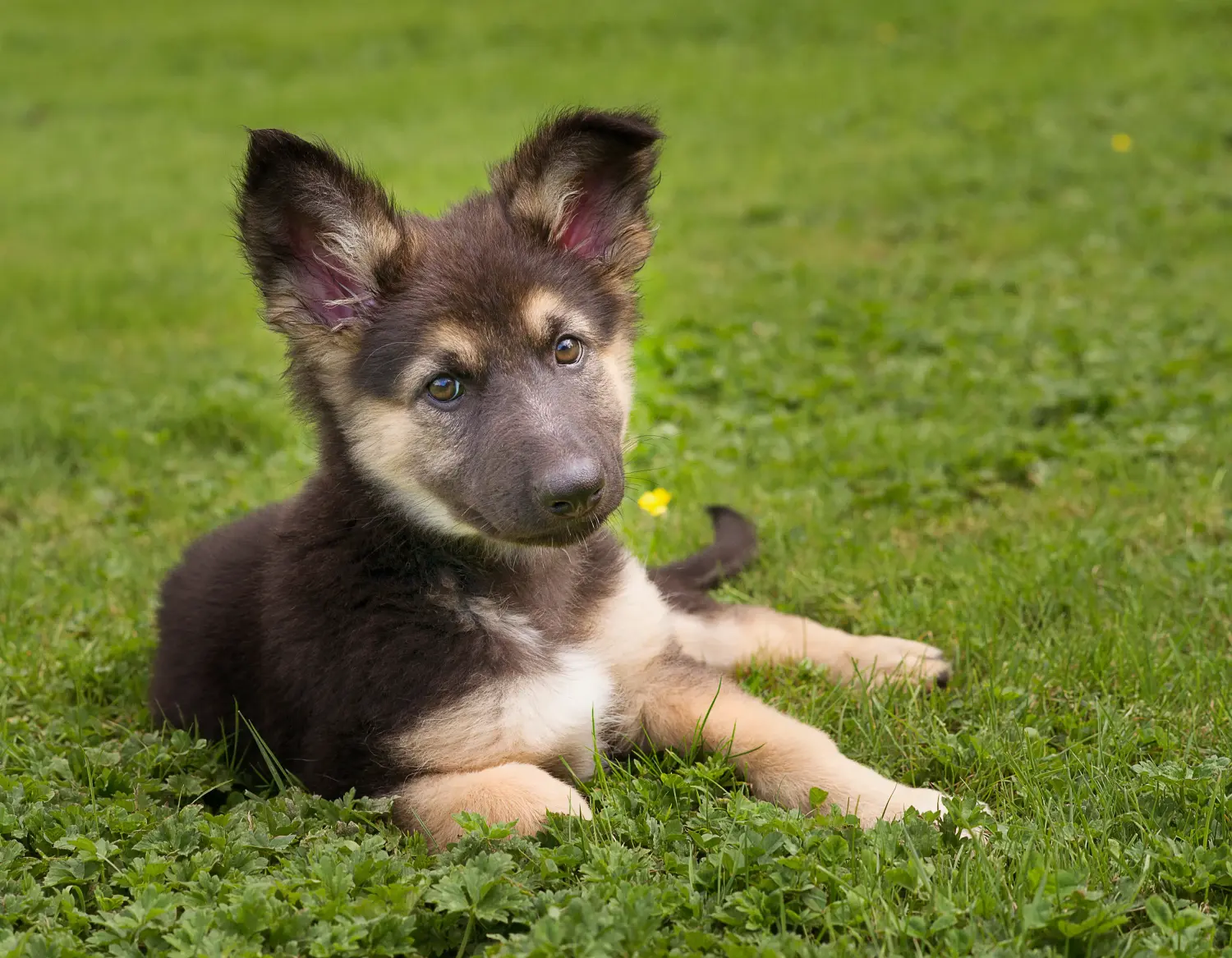 Einen Schäferhund Welpen zu kaufen, bedeutet Verantwortung zu übernehmen! Schäferhund Welpen kaufen.