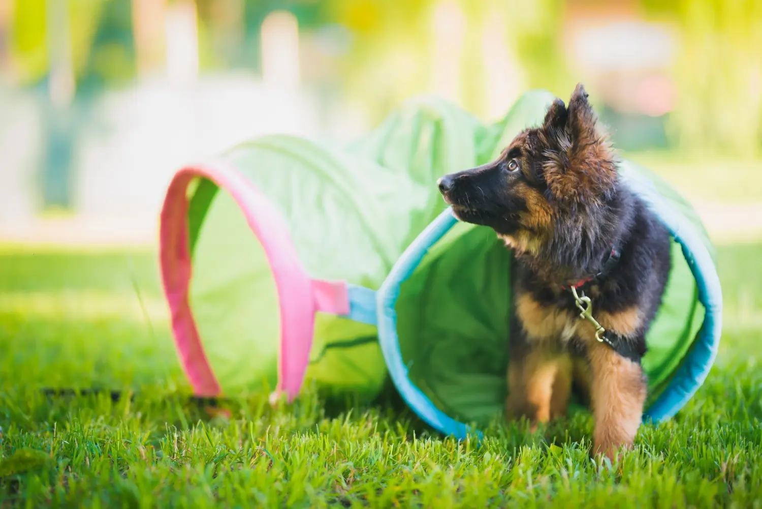 Einen Schäferhund Welpen zu kaufen, bedeutet Verantwortung zu übernehmen! Schäferhund Welpen kaufen.