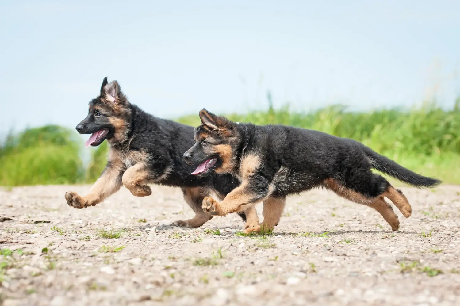 Einen Schäferhund Welpen zu kaufen, bedeutet Verantwortung zu übernehmen! Schäferhund Welpen kaufen.