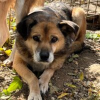 🆘 Für den kleinen, verzweifelten GORAN hat sich nichts getan. Zuhause oder Pflegestelle gesucht🆘