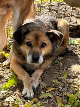 🆘 Für den kleinen, verzweifelten GORAN hat sich nichts getan. Zuhause oder Pflegestelle gesucht🆘