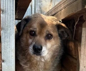 🆘 Für den kleinen, verzweifelten GORAN hat sich nichts getan. Zuhause o. Pflegestelle gesucht🆘
