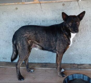 BANDIT (mit Videolink)