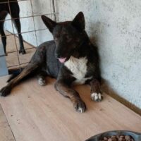 BANDIT (mit Videolink)