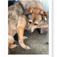 Gita😞- braucht viel Liebe und Verständnis❤