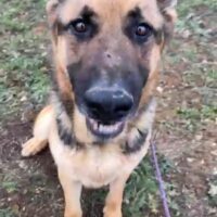 Dexter ca. 3 Jahre Schäferhund(-Mix) liebevoll, anhänglich und menschenbezogen sucht sein zu Hause