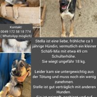 Stella ca. 1 Jahr kleiner Schäferhund-Mix sucht ihr für immer zu Hause