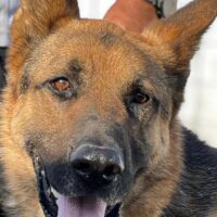 Dexter ca. 3 Jahre Schäferhund(-Mix) liebevoll, anhänglich und menschenbezogen sucht Dich!