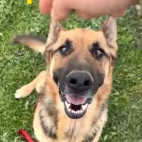 Dexter ca. 3 Jahre, liebevoll, neugierig und menschenbezogen sucht sein für immer zu Hause!