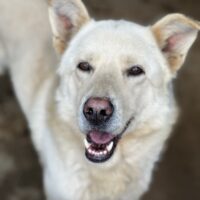 ALBUS - so ein toller Kerl