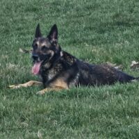 Deutsch-Belgischer schäferhund