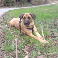 Schäferhund -Ridgeback