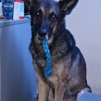 Liebevollen Deutsch belgischen Schäferhund abzugeben