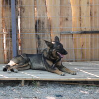 Zari, 3 Jahre alter Schäfermix aus Albanien sucht ein Zuhause