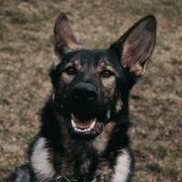 Schäferhund Johnny 5 Jahre