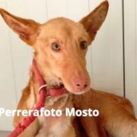 MOSTO