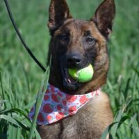 SHARI - auf Pflegestelle in Deutschland