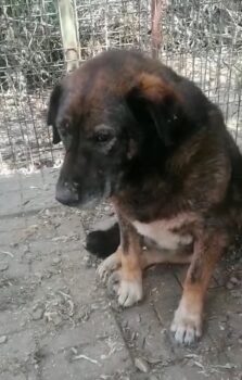 Harold - wurde noch nie in seinem Leben geliebt und umsorgt (mit Videos)