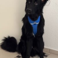 Bodhi aus 67489 Kirrweiler sucht neues Zuhause