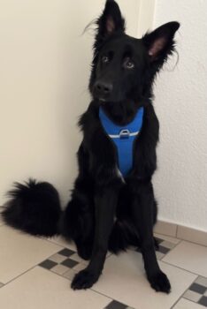 Bodhi aus 67489 Kirrweiler sucht neues Zuhause