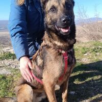 Lio – ein hübscher Malinois-Rüde auf der Suche nach seinem Menschen