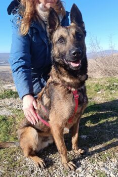 Lio – ein hübscher Malinois-Rüde auf der Suche nach seinem Menschen