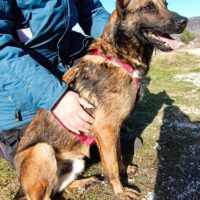 Lio – ein hübscher Malinois-Rüde auf der Suche nach seinem Menschen