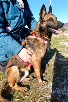 Lio – ein hübscher Malinois-Rüde auf der Suche nach seinem Menschen